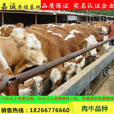 牛场建筑物的配置要求_西门塔尔繁殖-小牛犊价格|牛苗价格|张北牛市场|