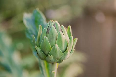 How To Grow Artichokes In Canada at Arthur Popp blog