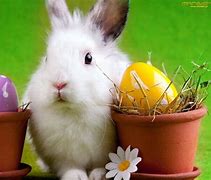 Image result for Pink Bunny Wallpaper