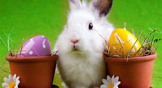 Image result for Bing Bunny Wallpaper
