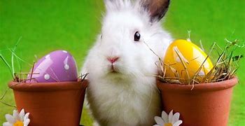 Image result for Bunny Wallpaper Phone