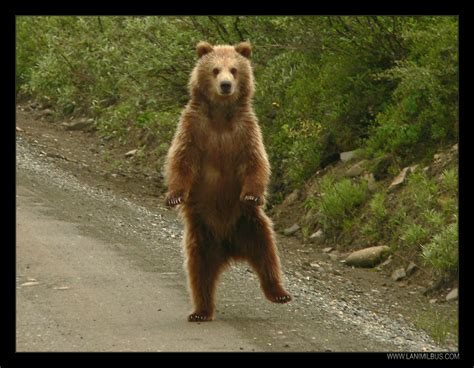 Uncover the Magic: Dancing Bears and Their Enchanting Significance