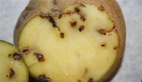 Potato Tuber Moth Chemical Control: Best Insecticides & Tips
