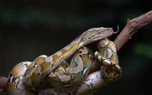Reticulated Python Poop 的图像结果