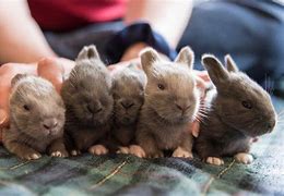Image result for Baby Dutch Bunnies