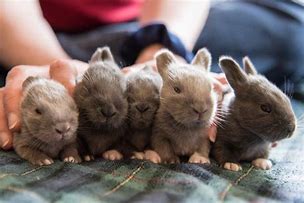 Image result for Cute Wild Baby Bunnies