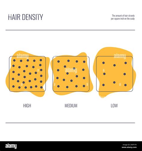 Hair density types chart of low, medium, high strand volume Stock ...