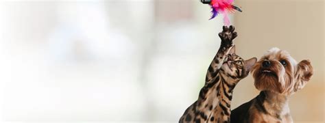 Homepage | Braden River Animal Hospital