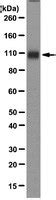 Anti-GluR1-NT (NT) Antibody, clone RH95 | MAB2263