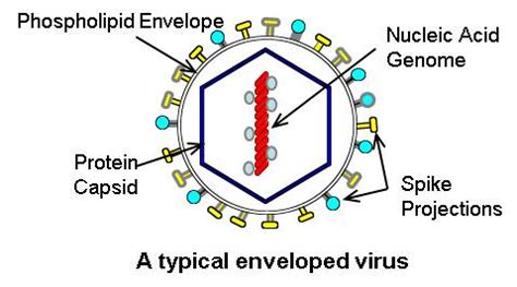 Basic Virus Structure 的图像结果