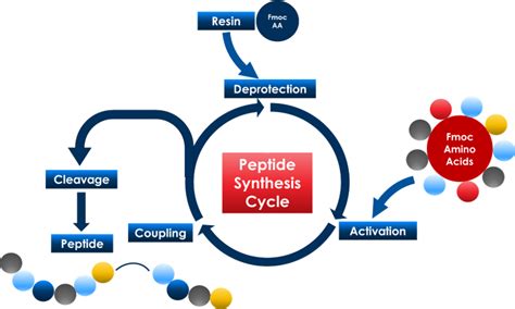 Image result for Peptide Synthesis Lab Experiment