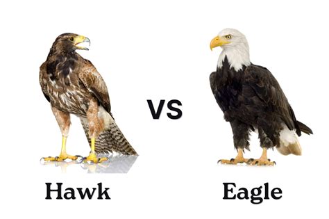 Hawk vs. Eagle: What’s the Difference?