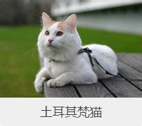 中国大白猫品种资料简介|猫咪品种-波奇网百科大全