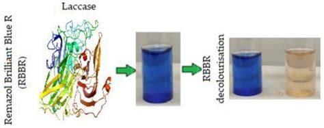 Laccases—Versatile Enzymes Used to Reduce Environmental Pollution