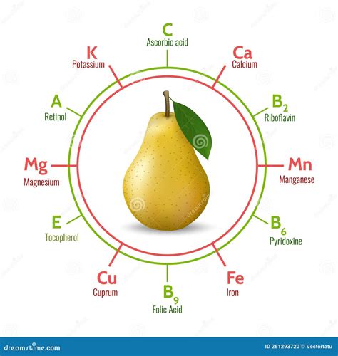 Pear benefits infographic stock vector. Illustration of information - 261293720