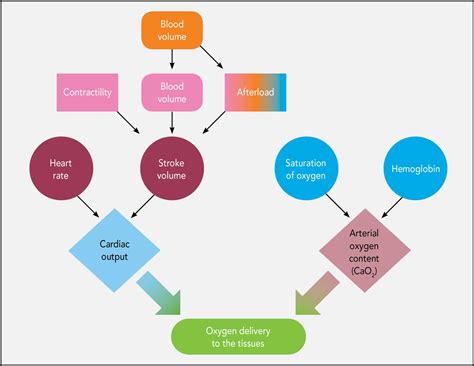 Phases Of Fluid Therapy In Animals