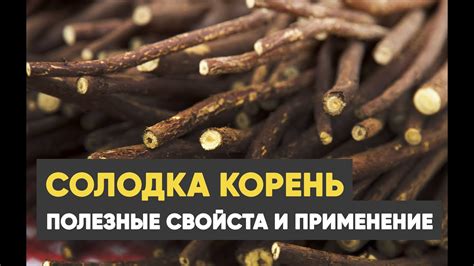 Корень солодки - лечебные свойства, как применять и рецепты