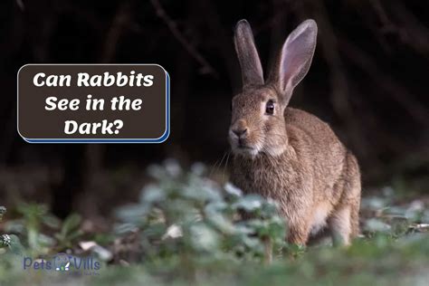 Can Rabbit Eat Spinach? Discover The Surprising Truth! - Vet Advises