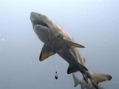 古噬人鲨:长有三角形的刀片状牙齿(体长最大20.3米)_探秘志