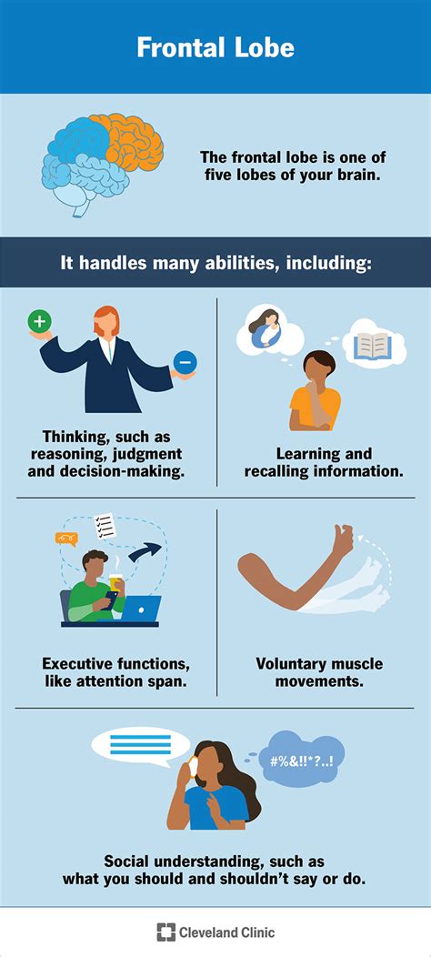 Image result for Frontale Cortex