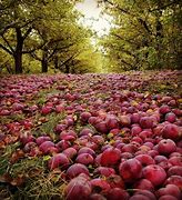 Orchards 的图像结果