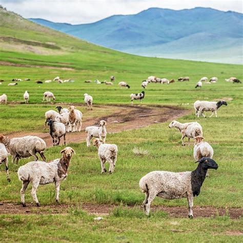 Mongolia Tourism (2023): Best of Mongolia - Tripadvisor