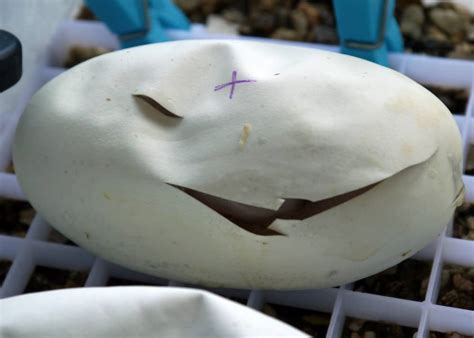 Ball Python Eggs 的图像结果