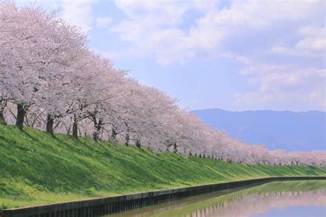 What does “Sakura”(Cherry blossoms) mean to the Japanese? – Link in Japan