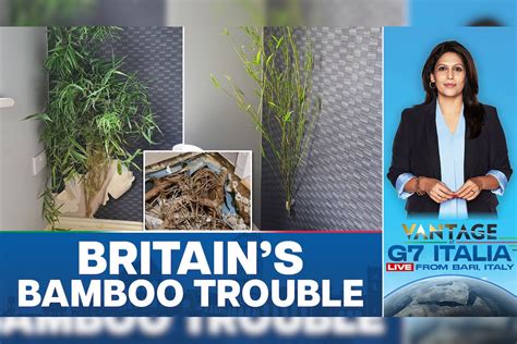 Why is UK in the Grip of an "Uncontrollable" Bamboo Crisis?