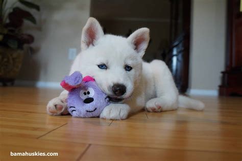 White Husky Puppy For Sale - Bama Huskies