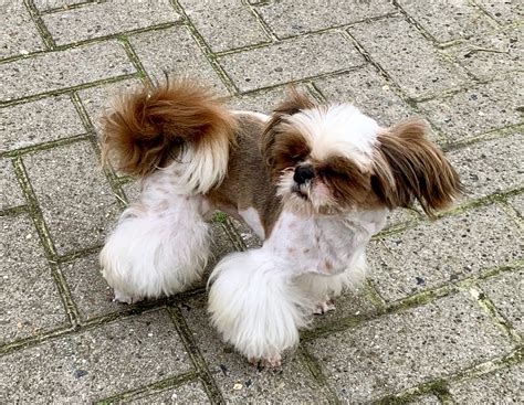 www.takaoka.de Takaoka's Imperial Mini Shih Tzu Deutschland