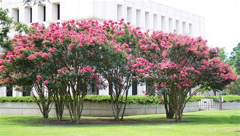 City of Dillon - Public Works