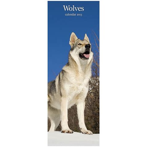 Magnet & Steel Wolves Slim Wall Calendar : Amazon.in: Office Products