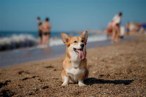 Which Beaches Allow Dogs