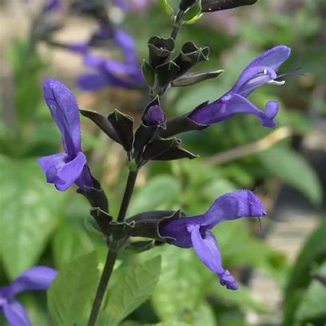 Amazon.com : CHUXAY GARDEN Black and Blue Salvia Guaranitica Seed 100 ...