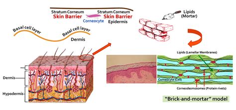 Ceramide – Keya Seth Aromatherapy