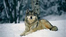 Wolf Desktop Wallpaper Hd by Wolf Wallpaper Hd 183 Free Amazing Hd Wolf Desktop Wallpaper Hd