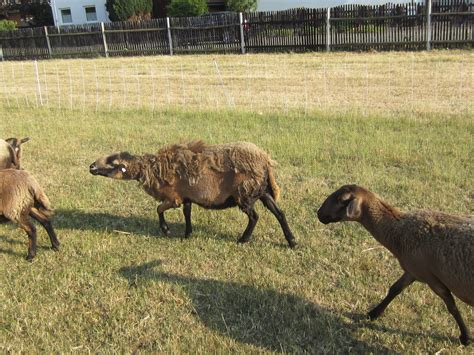 Tiere Kleinanzeigen Taucha Anzeigenmarkt Taucha