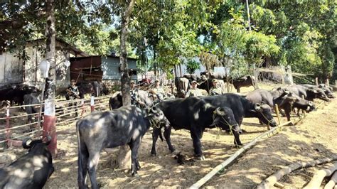 Meghalaya BSF thwarts cattle smuggling attempt along the international ...