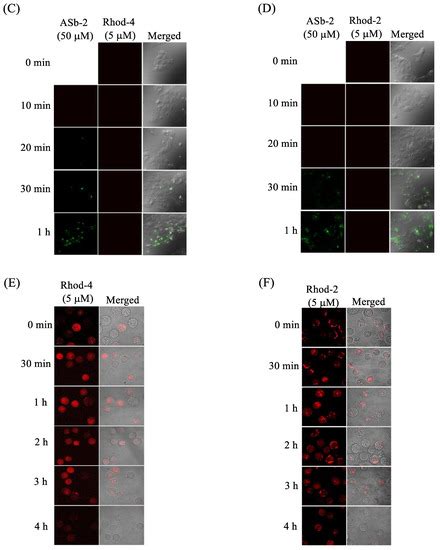 Cyclometalated Iridium(III) Complex–Cationic Peptide Hybrids Trigger ...