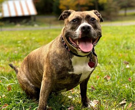 International Dog Day: 10 most loyal dog breeds that will always stick ...