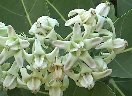 CHILLATAI White Jilledu/Rare White Erukkam Poo Healthy Live Plant ...