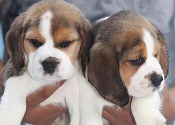 3 Best Pet Shops in Mumbai, MH - Expert Recommendations