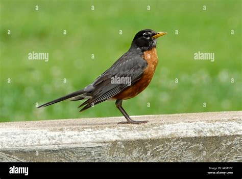 Image result for Robust Predictive Control Using Python