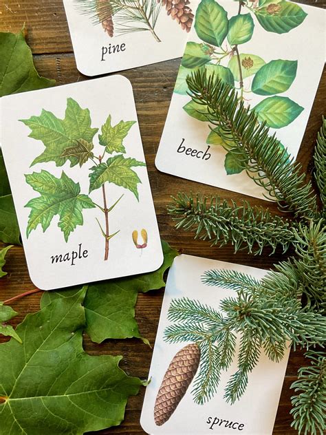 Tree Flashcard 的图像结果