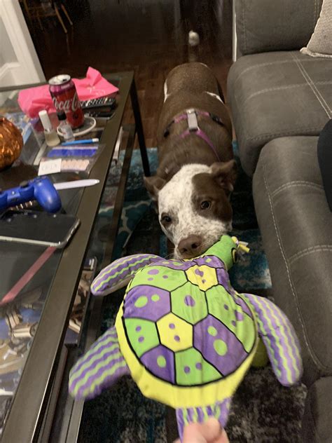 No take only throw turtle frisbee edition : r/Notakeonlythrow