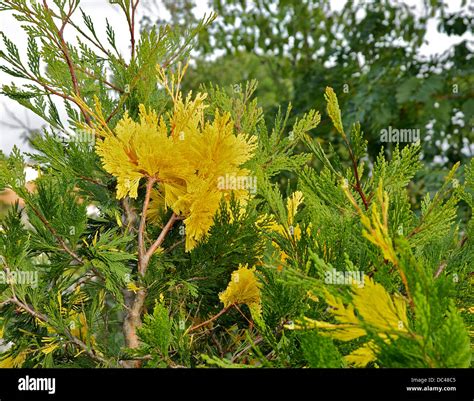 California incense-cedar, Calocedrus decurrens (Aureovariegata). Detail ...