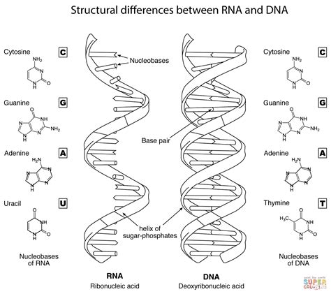 Biology Coloring Pages 的图像结果