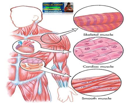 SONU ACADEMY: MUSCLE TISSUE - TEXT