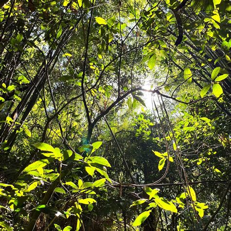 MONDULKIRI GIBBON & WILDLIFE SAFARI (2026) All You Need to Know BEFORE ...